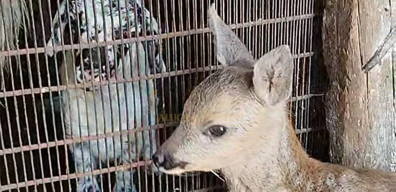 alucrada yavru karaca koyun surusune katildi 5 Alucra, Alucra Gazetesi, Alucra Haberleri