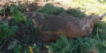 demirozu-koyunde-ayi-dehset-sacti-1-hayvan-telef-oldu