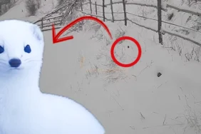 alucrada-beyaz-gelincik-avlanırken-goruntulendir