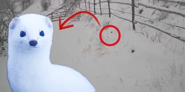 alucrada-beyaz-gelincik-avlanırken-goruntulendir