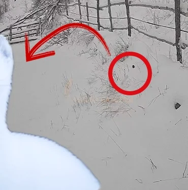 alucrada-beyaz-gelincik-avlanırken-goruntulendir