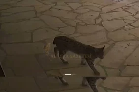 alucrada-vasak-sehir-merkezine-kadar-indi