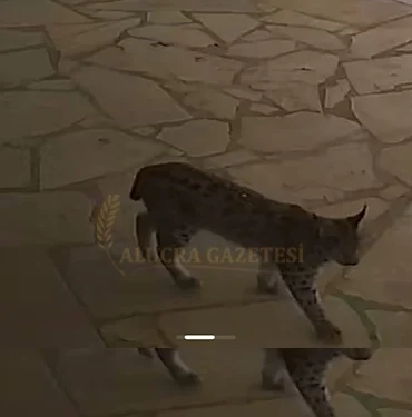 alucrada-vasak-sehir-merkezine-kadar-indi